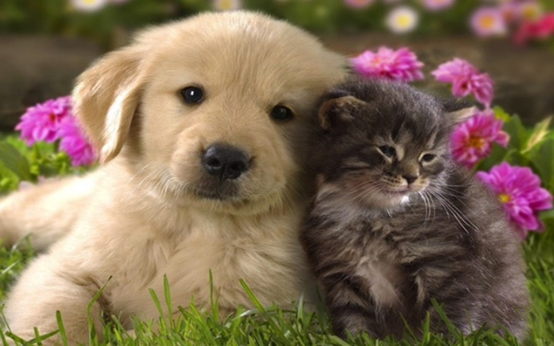 Tổng Quan Về Tuổi Tuất Và Tuổi Mão