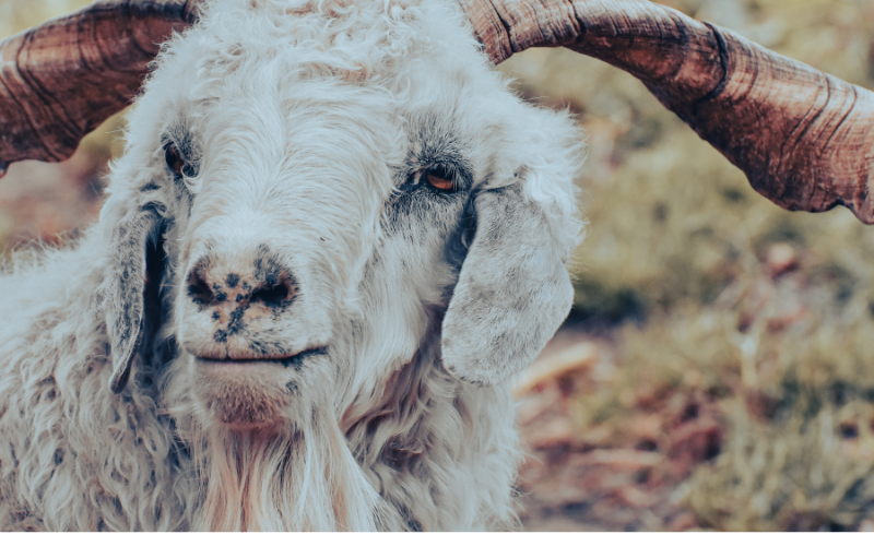 Tuổi Quý Mùi 2003 Sinh Tháng Nào Tốt Cho Vận Mệnh