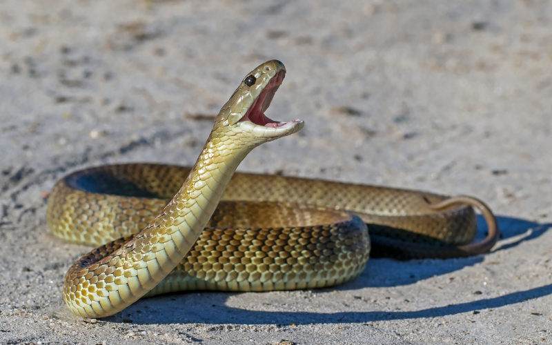 Tuổi Thân Hợp Với Cây Gì và Vật Phẩm Phong Thủy Nào