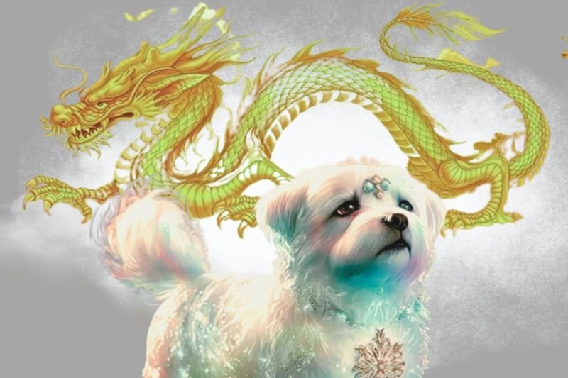 Tuổi Thìn 2000 và Tuổi Tuất 2006 Có Hợp Nhau Không