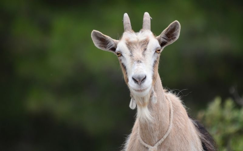 Tuổi Thọ, Phúc Phần Và Hậu Vận Của Người 93 Tuổi