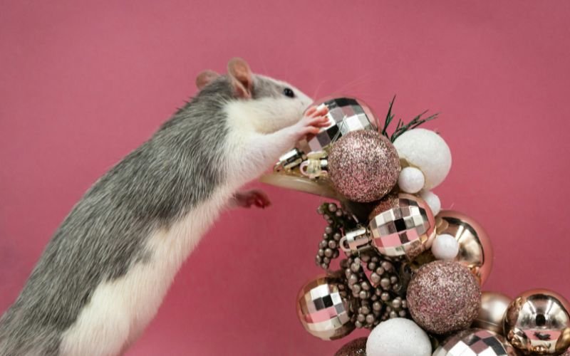 Tuổi Tỵ Nên Kết Hợp Giờ Tốt Với Màu Sắc Và Vật Phẩm Phong Thủy Nào