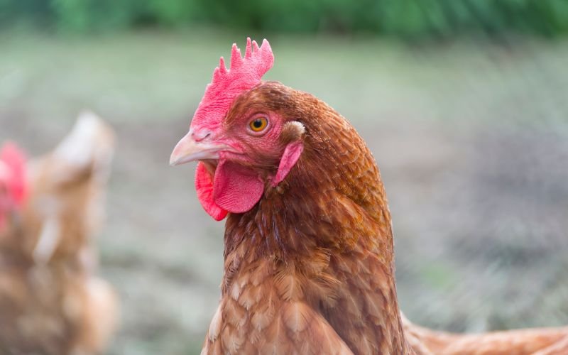 Tuổi Tỵ Và Tuổi Dậu Theo Ngũ Hành Có Hợp Nhau Không