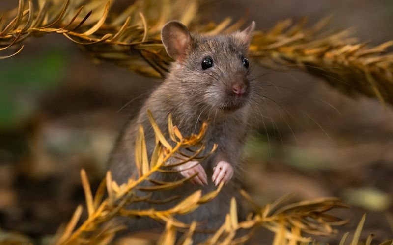 Tuổi Tý và Tuổi Sửu_ Vận Mệnh Nhị Hợp Trong Phong Thủy