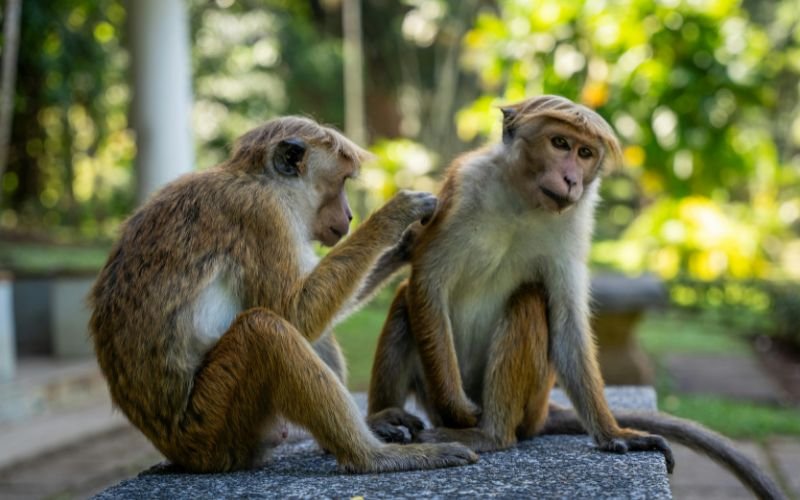 Vận Trình Cuộc Sống Và Lời Khuyên Phong Thủy Cho Người 45 Tuổi Canh Thân