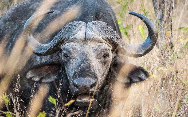 Xét Theo Ngũ Hành Và Thiên Can_ Tuổi Tý Với Tuổi Sửu Có Hợp Nhau Không