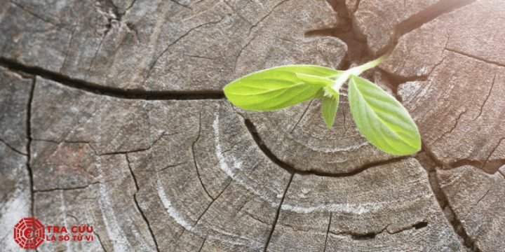 Giải thích trực trong tử vi và sự vận động của vạn vật qua 12 trực