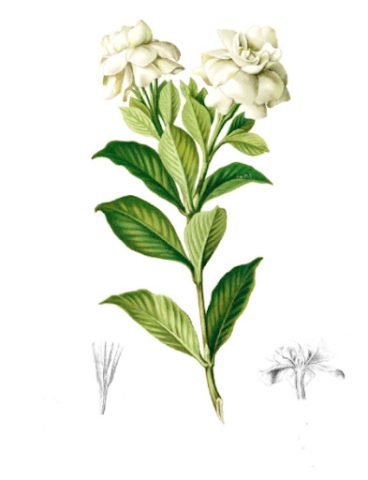 Hình ảnh cây Chi tử tươi tốt, gắn liền với phong thủy và cô chi tử vi.