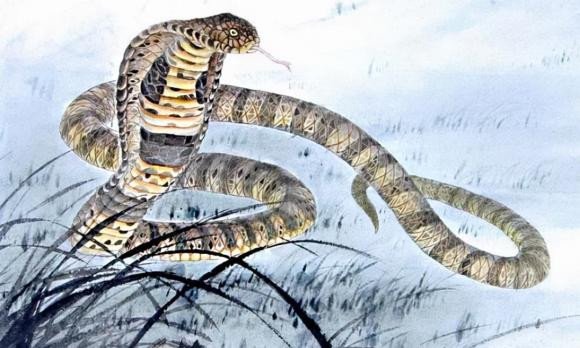 Người tuổi Rắn sinh tháng nào đại cát, thuận lợi đường công danh