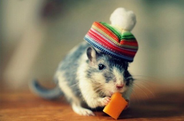 Người tuổi Tý không thích nịnh bợ và không hợp tác với kẻ lười biếng