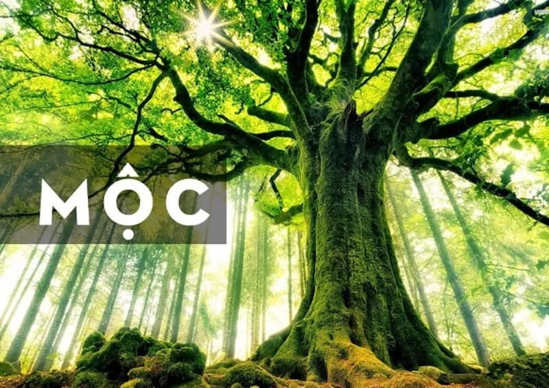 những gam màu thuộc hành Mộc như xanh lá cây, xanh ngọc bích sẽ rất tốt cho người tuổi Nhâm Ngọ