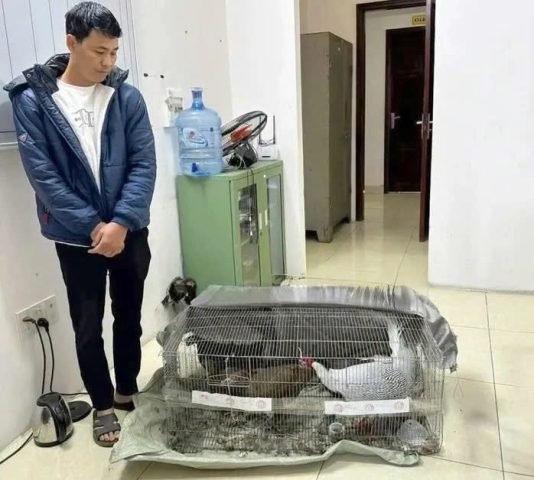 Ông Thái Khắc Thành bị bắt giữ cùng tang vật gà lôi trắng