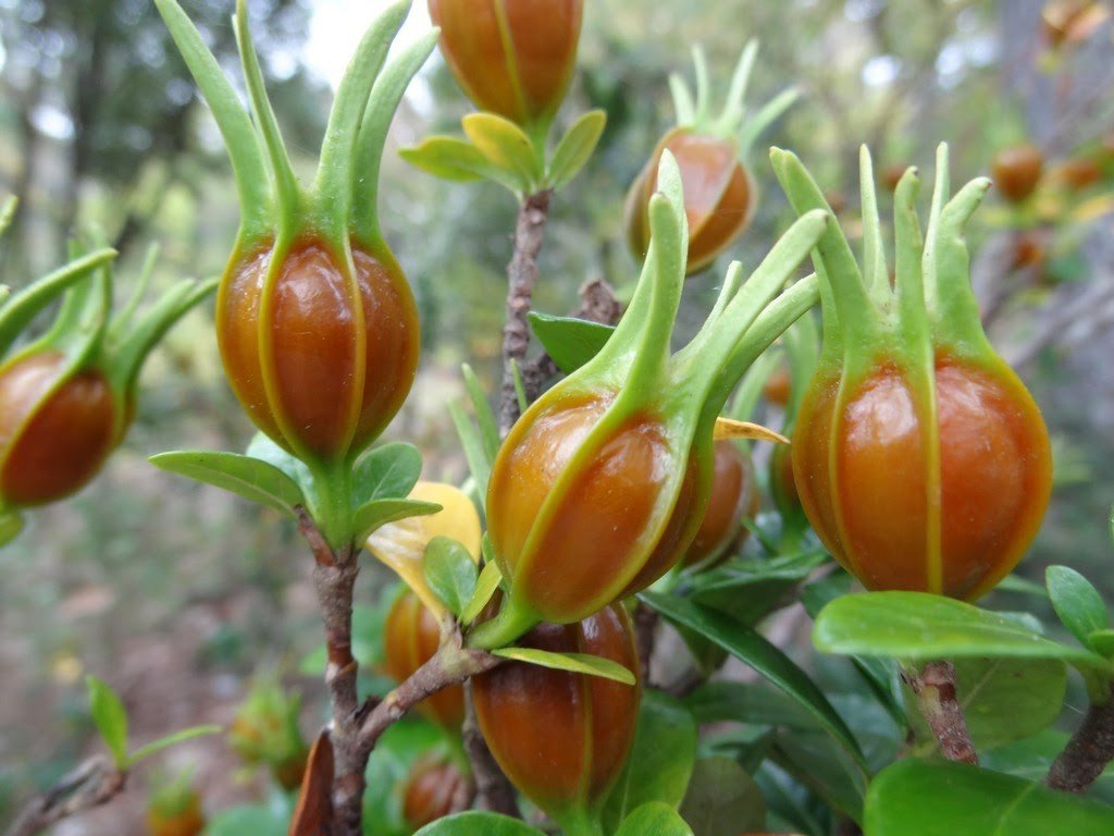 Quả và hạt Chi tử, thành phần quan trọng trong các nghi thức tâm linh và cô chi tử vi.