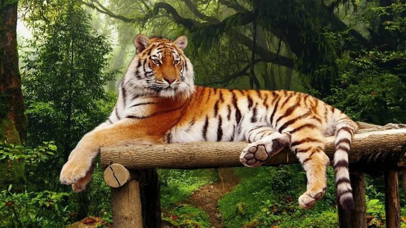 Tử vi tuổi Dần ngày 21 tháng 5