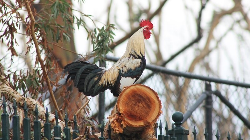 Tử vi tuổi Dậu ngày 21 tháng 5