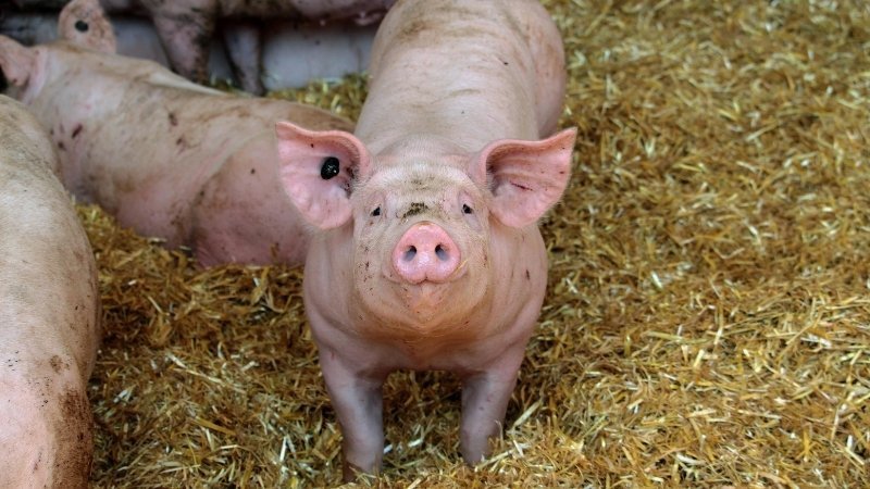 Tử vi tuổi Hợi ngày 21 tháng 5