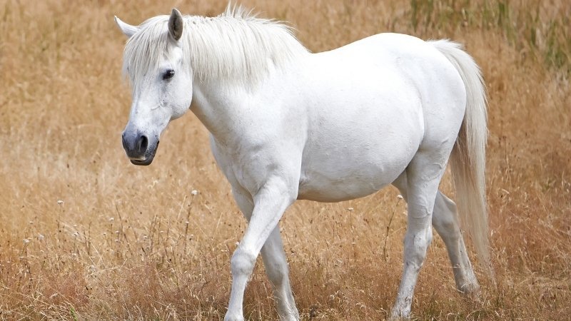 Tử vi tuổi Ngọ ngày 21 tháng 5