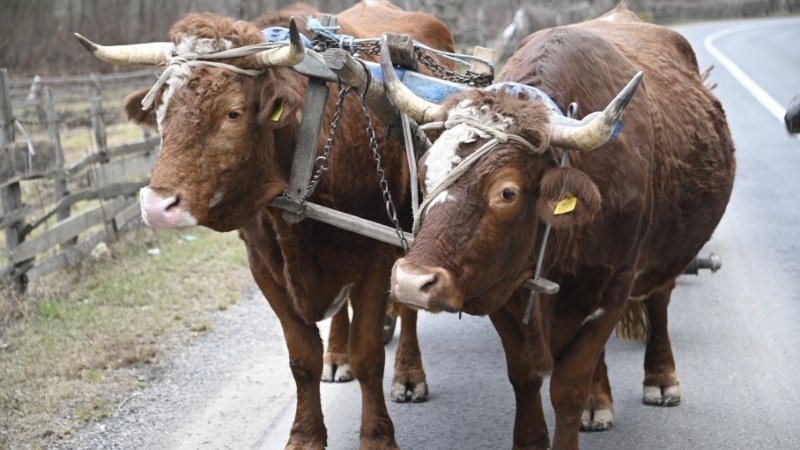 Tử vi tuổi Sửu ngày 21 tháng 5