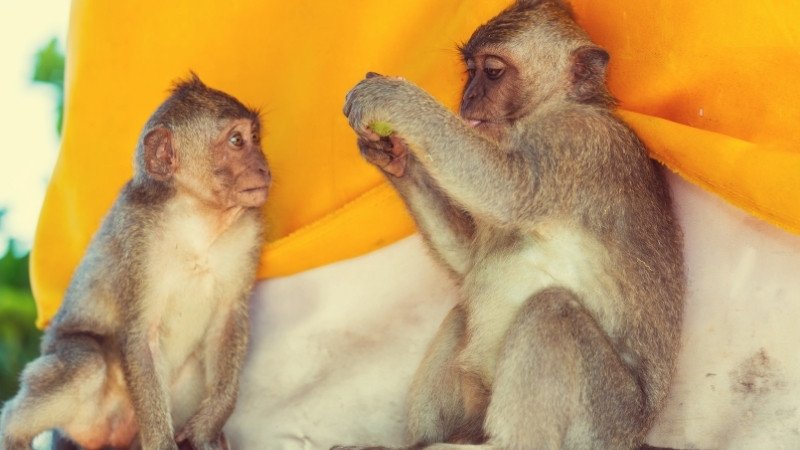 Tử vi tuổi Thân ngày 21 tháng 5