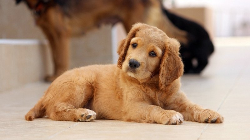 Tử vi tuổi Tuất ngày 21 tháng 5