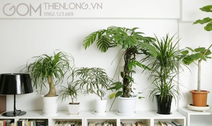 Cây phong thủy Bính Tý