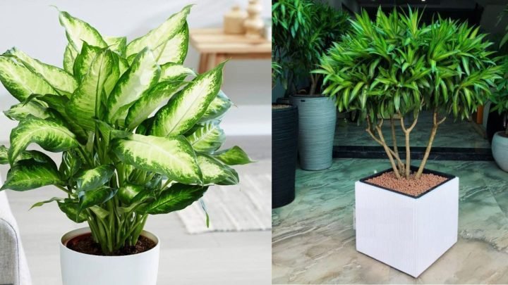 Cây cảnh phù hợp giúp người sinh năm 1985 thu hút tài lộc