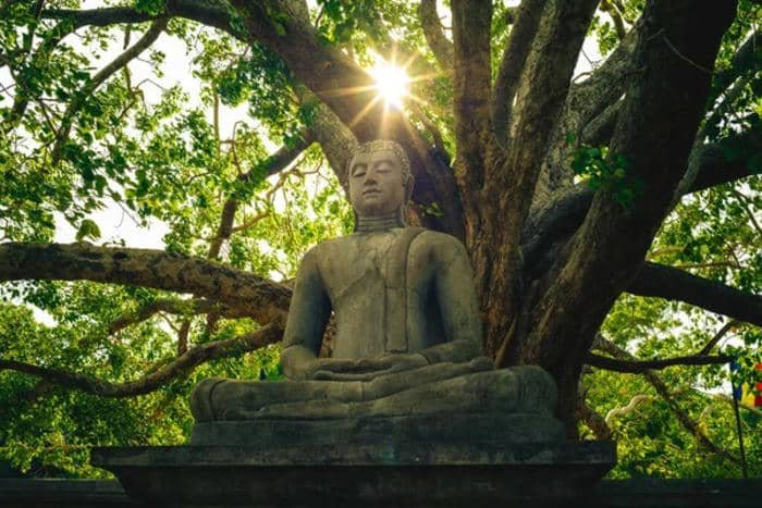 ảnh Đức Phật trong rừng thiền định