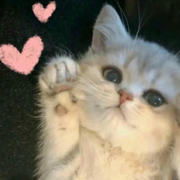 gif meme thả tim cute