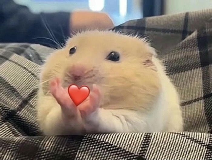 gif meme thả tim đẹp