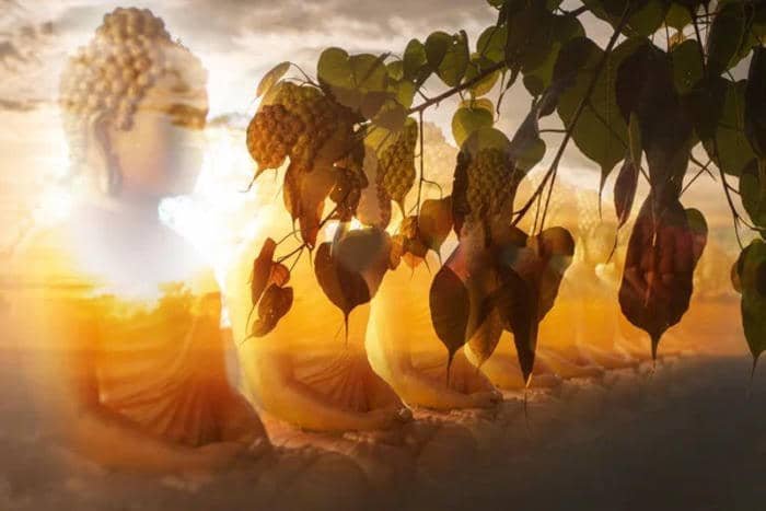 hình Phật dưới bồ đề buổi sáng