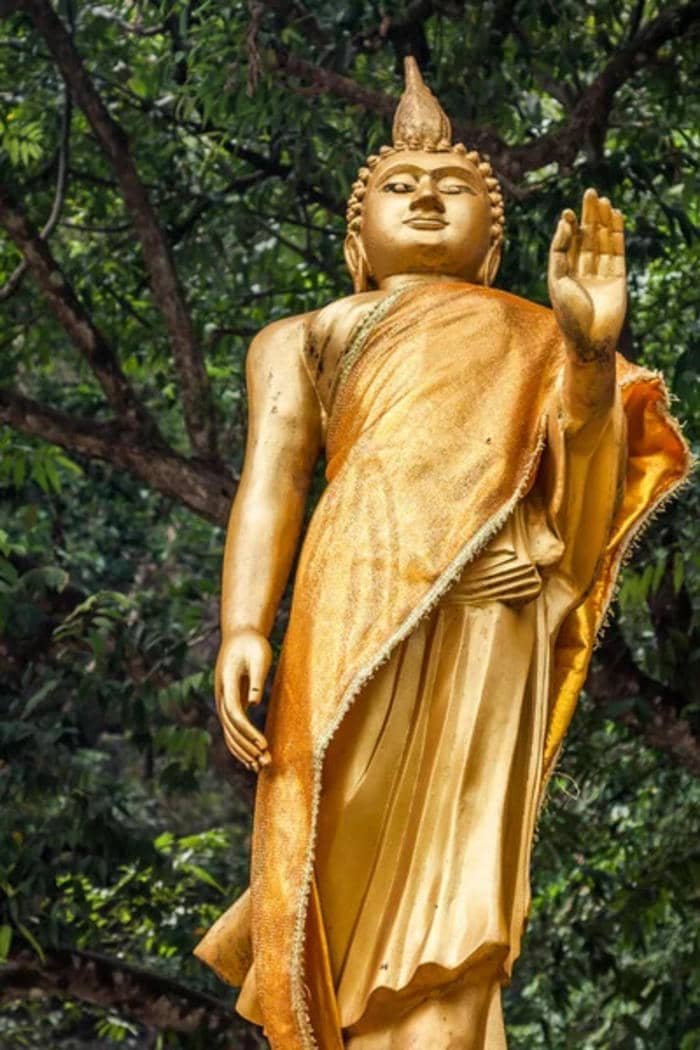 hình Phật giáo thanh tịnh dưới gốc cây