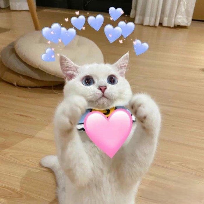 hình meme thả tim nổi bật