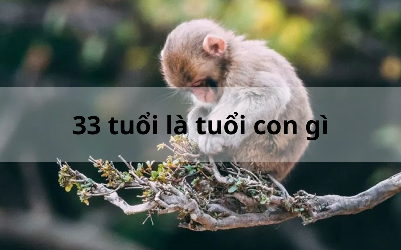 33 tuổi là tuổi con gì_ Giải mã con giáp và vận mệnh