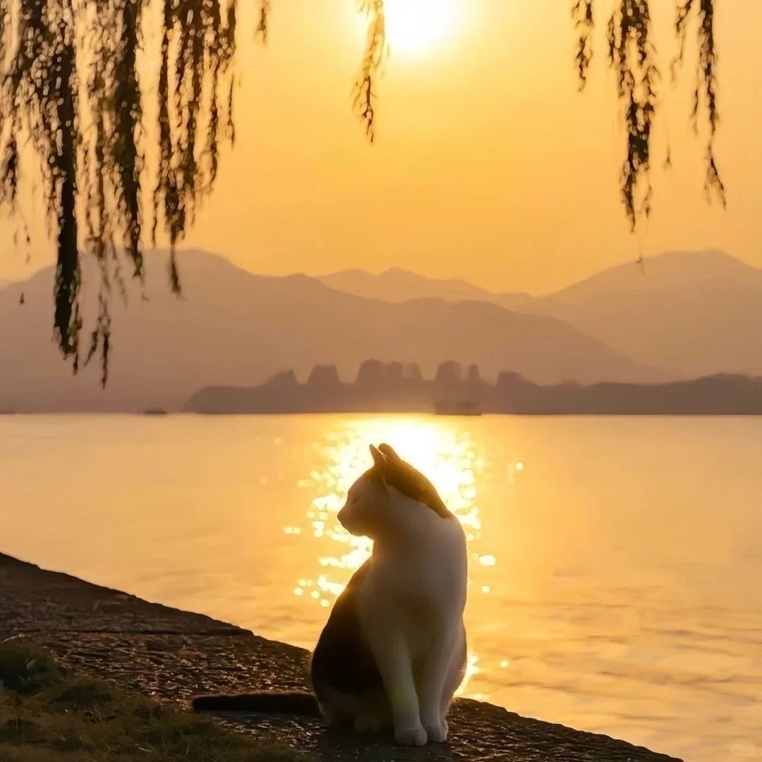 avatar mèo đơ cute