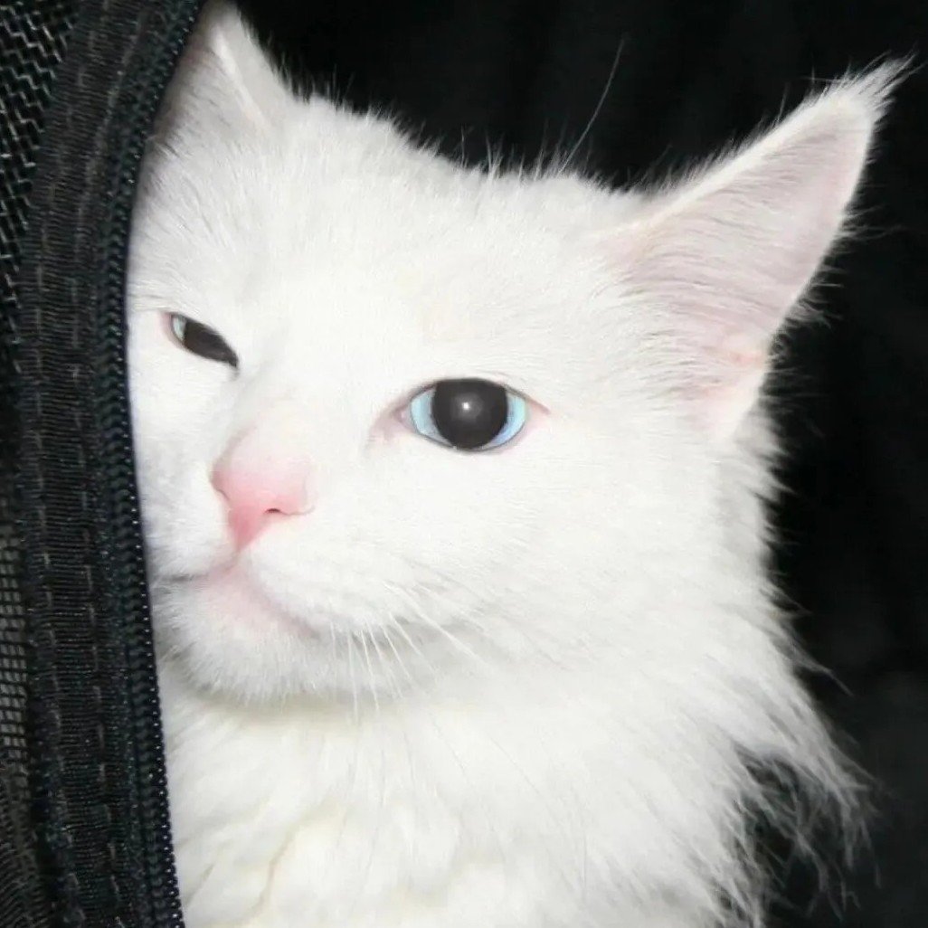 avatar mèo đơ dễ thương