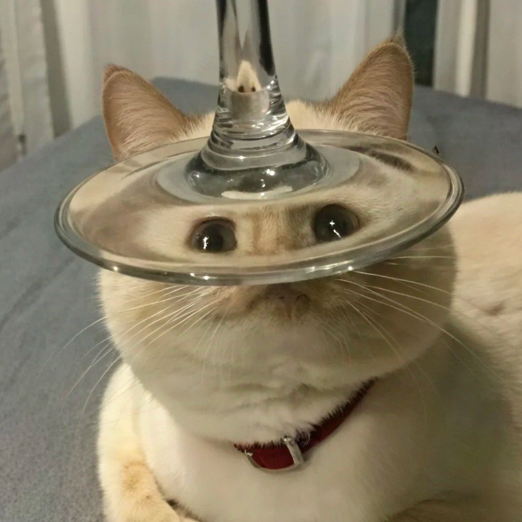 avatar mèo hài hước mặt đơ