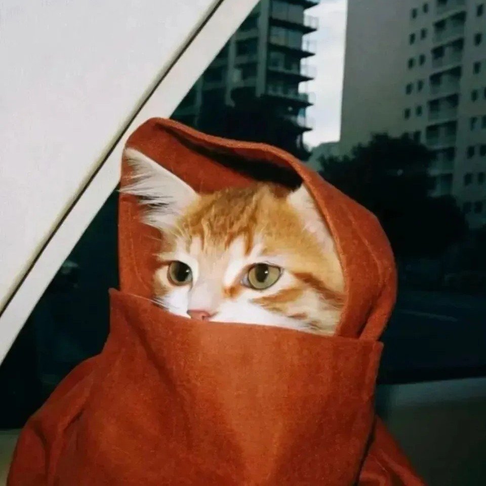avatar mèo mặt lạnh cute