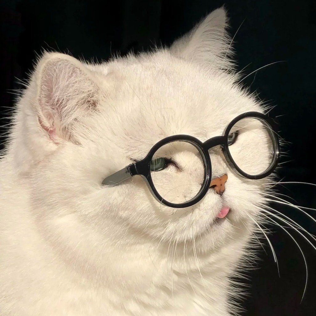 avatar mèo ngồi đơ