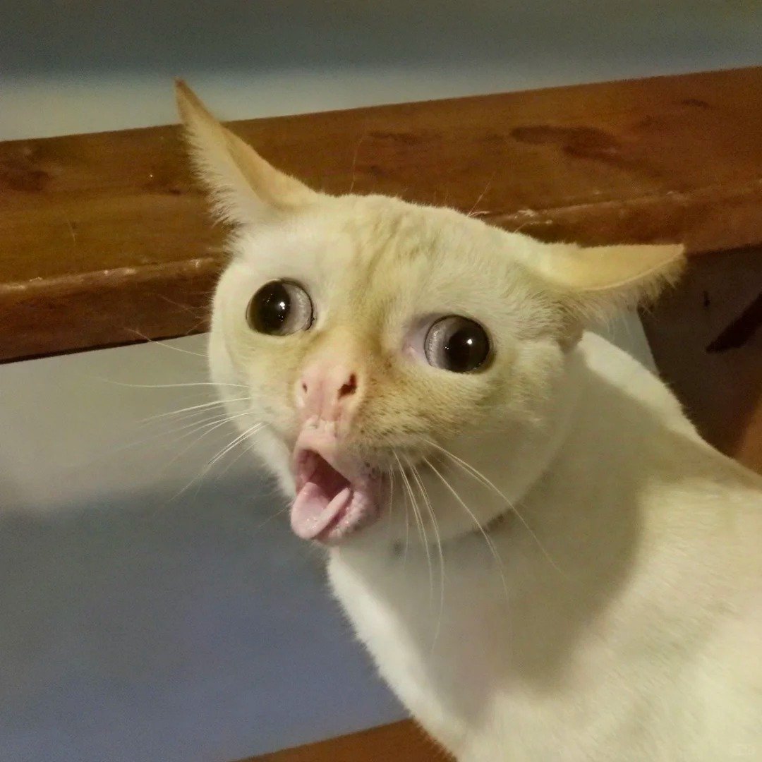 avatar mèo trắng vô tri