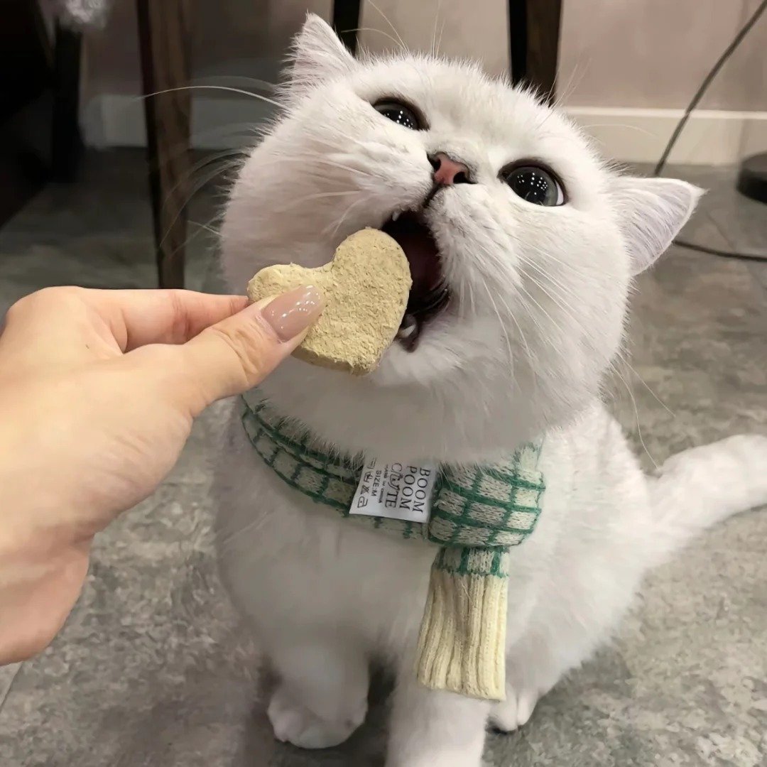 avatar mèo vô tri TikTok