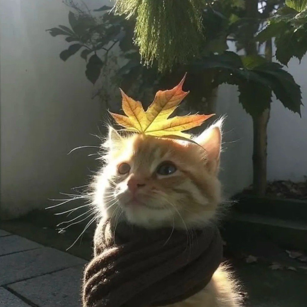 avatar mèo vô tri anime