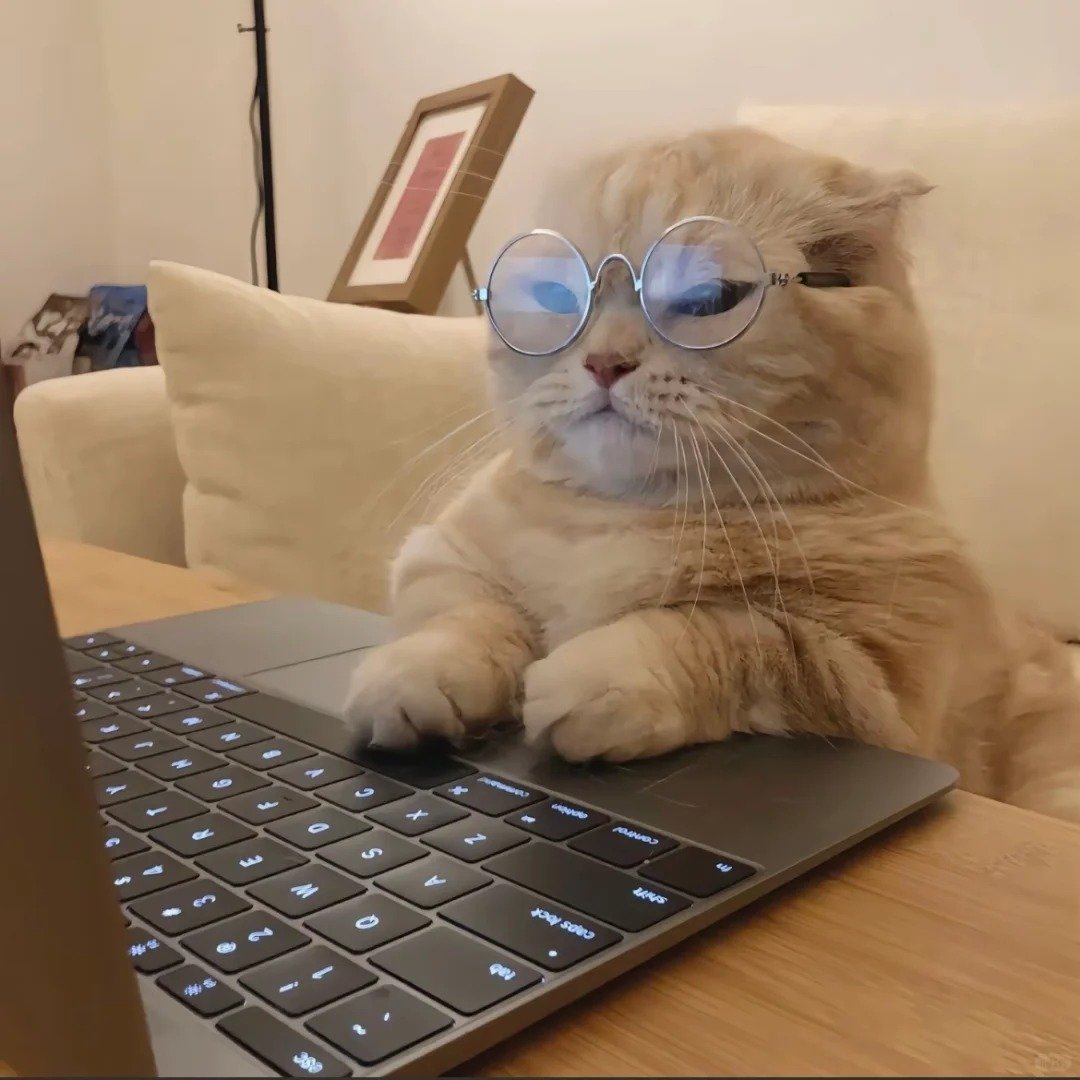 avatar mèo vô tri buồn cười