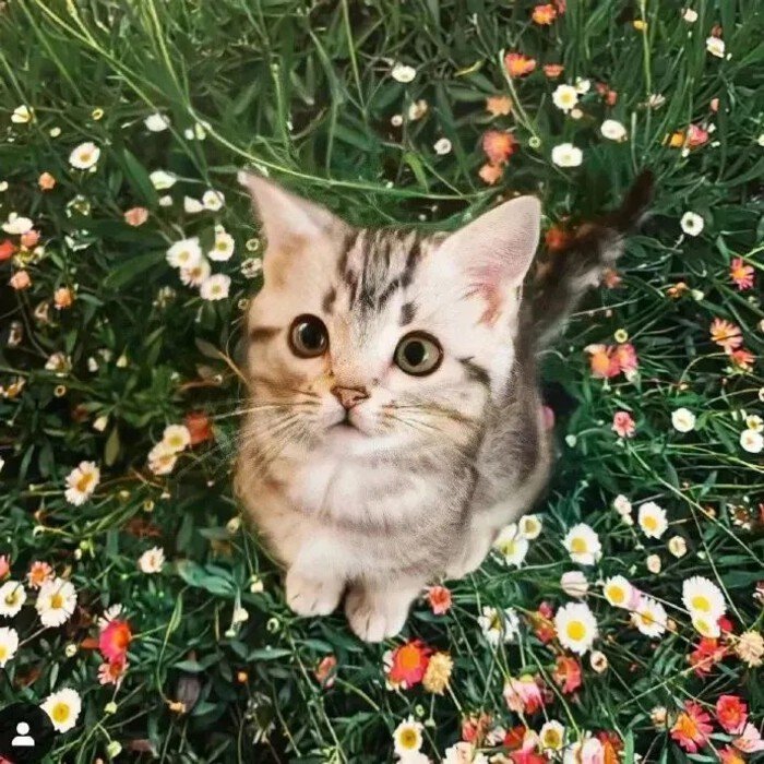 avatar mèo vô tri siêu cute