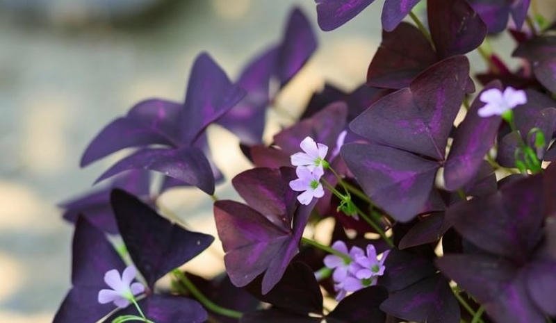 Lợi Ích và Lưu Ý Khi Tham Khảo Tử Vi Phương Đông Hàng Ngày