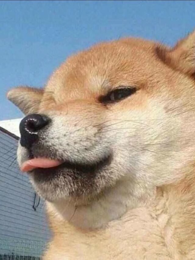 Tuyển tập 116+ meme avatar hài hước cực chất cho mạng xã hội