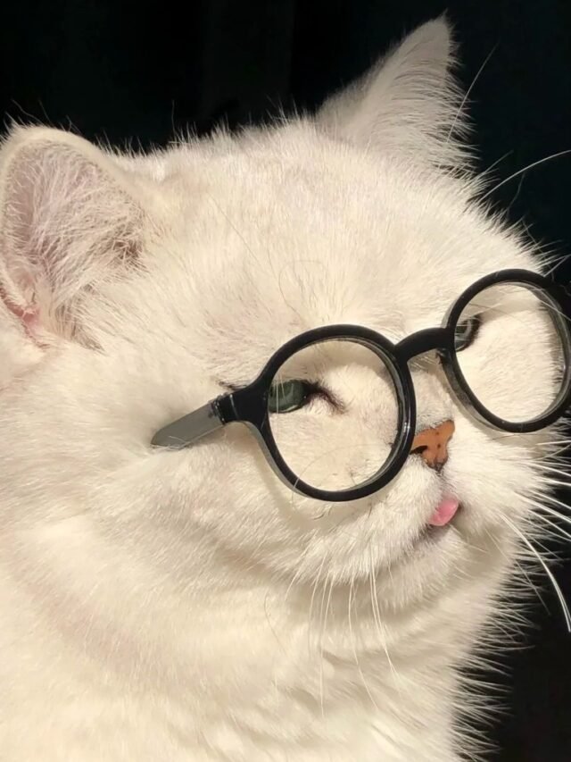 Bộ sưu tập 100+ avatar mèo vô tri cute, hài hước và ngộ nghĩnh