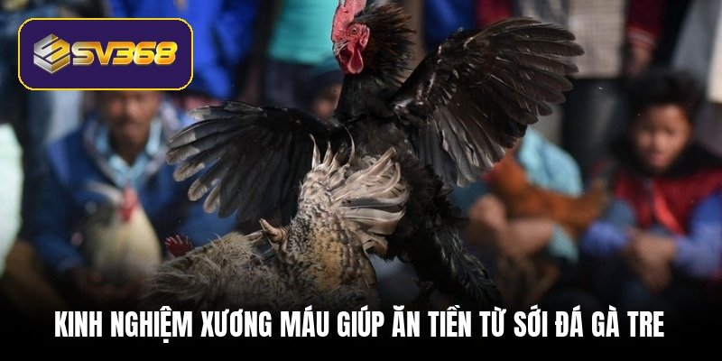 Đá gà tre - Cơ hội đổi đời nhờ các trận đấu kinh điển kinh-nghiem-xuong-mau-giup-an-tien-tu-soi-da-ga-tre