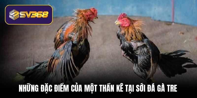 Đá gà tre - Cơ hội đổi đời nhờ các trận đấu kinh điển nhung-dac-diem-cua-mot-than-ke-tai-soi-da-ga-tre