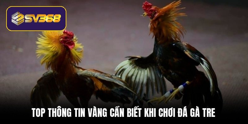 Đá gà tre - Cơ hội đổi đời nhờ các trận đấu kinh điển top-thong-tin-vang-can-biet-khi-choi-da-ga-tre