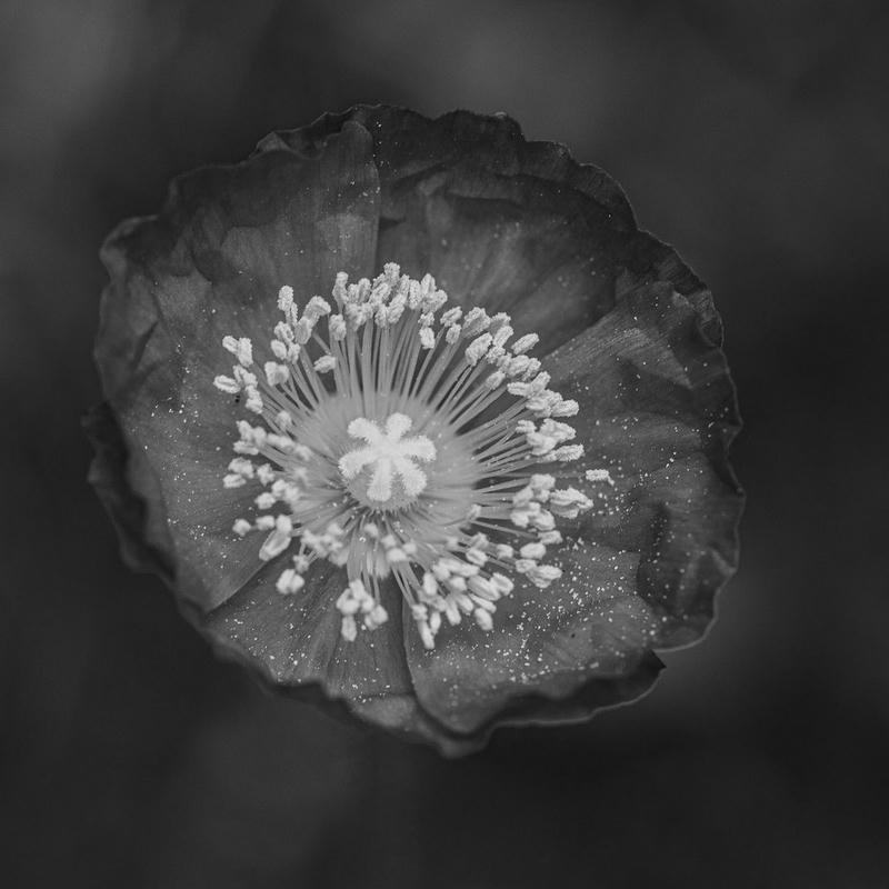 Ảnh avatar buồn đen dành cho profile